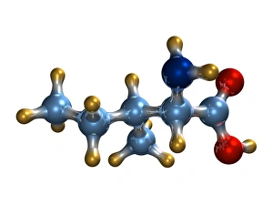 Amino Acid Structure Prints: Isoleucine, molecular model