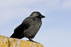 Wildlife In Devon Prints: Jackdaw C016 / 3600