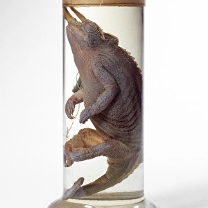 Jackson's Chameleon Spirit Jar Print