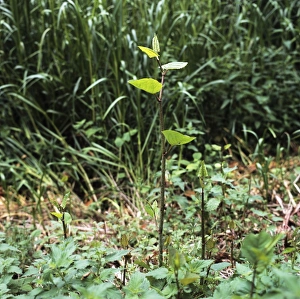 Japanese knotweed Japanese knotweed