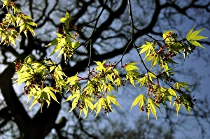 Westonbirt Arboretum Prints: Japanese maple tree