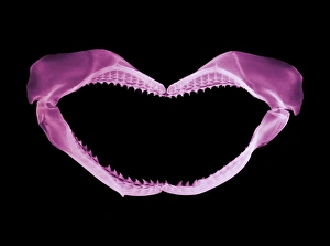 Prints of Jaws of a shark, coloured X-ray Images Dated 2006 November: Shark Jaw Print, Coloured X-ray