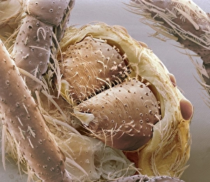 SEM Images Prints: Jumping spider jaws, SEM