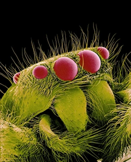 Jumping spider, SEM Jumping spider, SEM