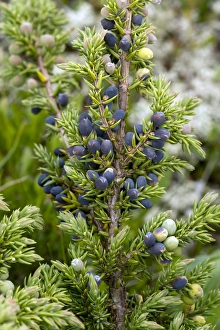 Juniper Berries Prints: Juniper berries (Juniperus communis)