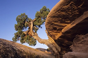 Rocky Terrain Photography Prints: Juniper tree