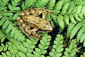 Rana Temporaria Images Prints: Juvenile common frog