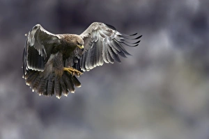 Juvenile tawny eagle hunting Juvenile tawny eagle hunting