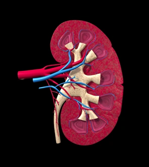 Images Dated 2012 April: Kidney Print