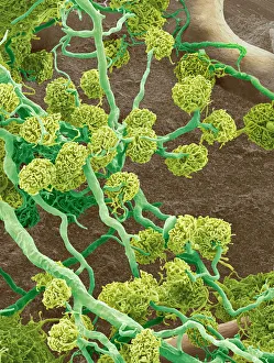 Coloured Scanning Electron Micrograph Prints: Kidney glomeruli, SEM
