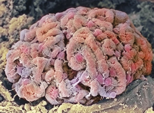 Images Dated 2000 September: Kidney Glomerulus Print - Coloured SEM of a healthy kidney glomerulus
