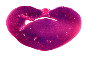 Kidney Anatomy Prints: Kidney, longitudinal section