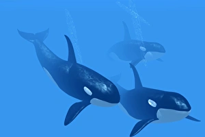 Killer Whales Prints: Killer whales