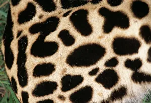 King cheetah coat King cheetah coat