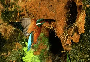 High-speed photograph Print of Common Kingfisher in flight
