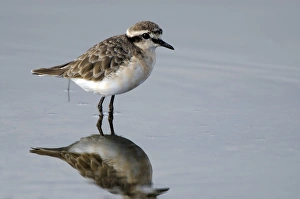 De Hoop Nature Reserve Prints: Kittlitzs plover