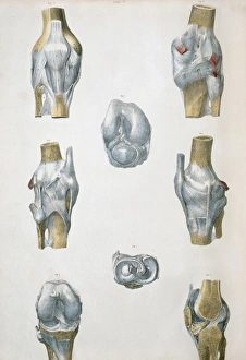 19th Century Anatomy Art Prints: Knee bones and ligaments