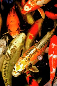 Ornamental Fish Prints: Koi carp