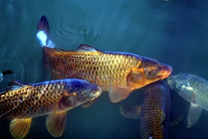 Ornamental Fish Prints: Koi carp