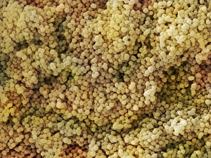 Scanning Electron Micrograph SEM Prints: Lactococcus sp. Bacteria (SEM)