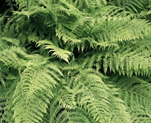 Lady fern fronds (Athyrium filix-femina) Lady fern fronds (Athyrium filix-femina)