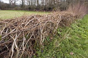Images Dated 22nd September 2008: Laid Hedgerow Print