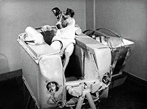 Laika the space dog Laika the space dog