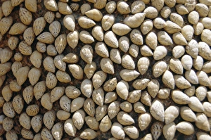 Land Snails on Frankincense Tree Print