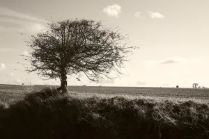 Landscapes Prints: Bare Tree Print - Norfolk Landscape