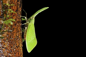 Malaysian Wildlife Photos Prints: Lantern bug