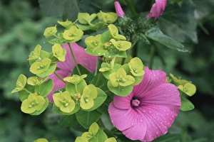 Desert Flora Photography Prints: Lavatera trimestris Ruby Regis