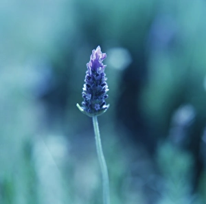 Aromatic Plants Prints: Lavender