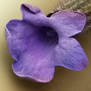 Lavender floret, SEM Lavender floret, SEM