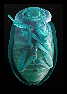 Leaf beetle, SEM Leaf beetle, SEM