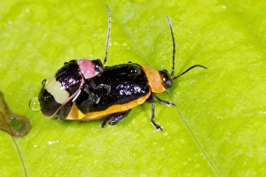 Prints of Leaf beetles (family: Chrysomelidae) mating. The difference in both the size and colours of the male and female is an example of sexual dimorphism Images Dated 2012 December: Leaf beetles mating Print