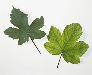 Leaf chlorophyll deficiency Leaf chlorophyll deficiency