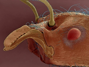 Leaf cutter ant, SEM Leaf cutter ant, SEM
