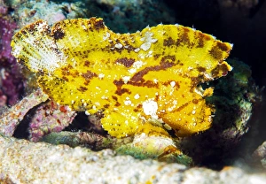 Tropical Marine Animals Prints: Leaf fish