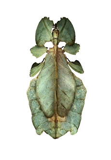 Camouflaged Insects Pictures Prints: Leaf insect C016 / 2234
