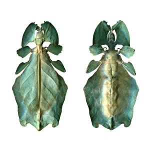 Leaf Insect Prints: Leaf insect C016 / 2235