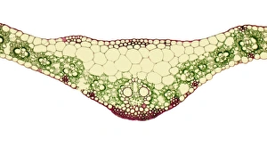 Prints of Leaf midrib. Light micrograph (LM) of a section through the midrib of a leaf from a monocotyledon plant. The midrib (midvein) is the continuation of a leafs stem along the centre of the leaf Images Dated 2007 December: Leaf Midrib Print, Light Micrograph