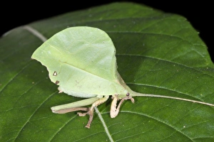 Camouflage Insects Prints: Leaf-mimic katydid