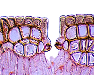 Light Micrograph Prints: Leaf stomata, light micrograph