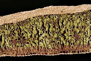 Prints of Leaf structure. Coloured scanning electron micrograph (SEM) of a freeze-fracture through a seedling leaf. The top of the leaf is at bottom Images Dated 2004 July: SEM Print of Leaf Structure