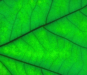 Leaf surface Leaf surface