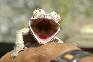 Leaf-tail Gecko looking down the mouth of a Giant Leaf-tail Gecko Print