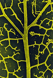Leaf veins of the common ivy Leaf veins of the common ivy