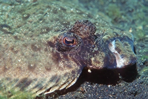 Left-eyed flounder Left-eyed flounder