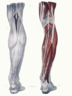 Prints of Leg nerves. Historical anatomical artwork of the nerves (white) of the rear of a human lower leg Images Dated 2005 February: Leg Nerve Print: Anatomical illustration of human lower leg nerves