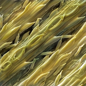 Prints of Lemon grass. Coloured scanning electron micrograph (SEM) of the surface of Thai lemon grass (Cymbopogon flexuosus) showing closed stomata holes Images Dated 2009 January: SEM Print of Lemon Grass Surface